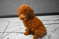 Lenny, a female Poodle - Miniature  for sale in Fresno, OH – 3 of 10