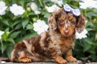Isabelle🩷, a female Miniature Dachshund for sale in Fresno, OH – 5 of 10