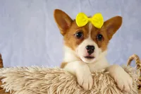 Yvonne 🎀, a female Pembroke Welsh Corgi for sale in Fresno, OH – 2 of 10