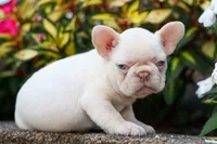  Reba 💕, a female French Bulldog for sale in Fresno, OH – 8 of 8
