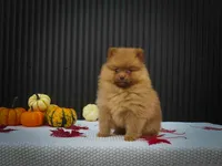 🐾 Meet Rosa — A Bouncy Little Ball of Fluff! 🐾, a male Pomeranian for sale in Fresno, OH – 3 of 10