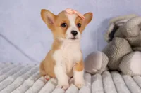   Carrie💕, a female Pembroke Welsh Corgi for sale in Fresno, OH – 2 of 10