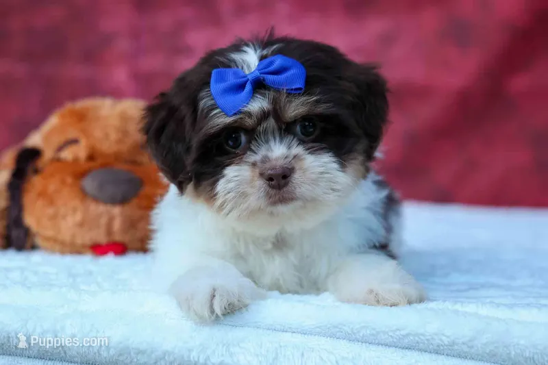  Oliver  – Maltese, Shih Tzu puppy for sale in Fresno, OH
