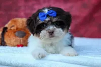  Oliver , a male Maltese and Shih Tzu for sale in Fresno, OH – 1 of 10