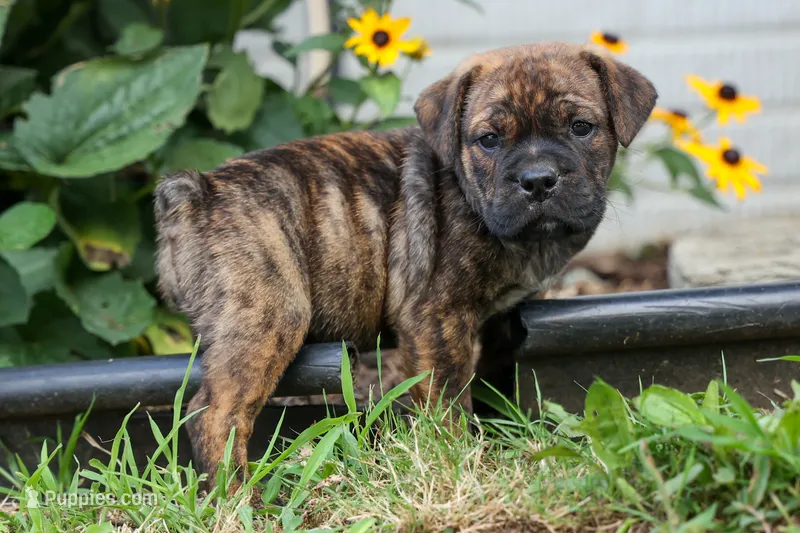 Ashton – English Bulldog, Beagle puppy for sale in Fresno, OH