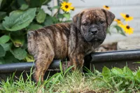 Ashton, a male English Bulldog and Beagle for sale in Fresno, OH – 3 of 8