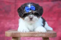  Oliver , a male Maltese and Shih Tzu for sale in Fresno, OH – 10 of 10