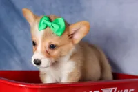  Cody🐾🐶, a male Pembroke Welsh Corgi for sale in Fresno, OH – 4 of 8
