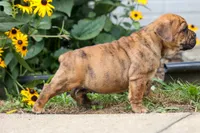 Avery ❤️, a male English Bulldog and Beagle for sale in Fresno, OH – 3 of 10