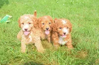 Stetson , a male Maltipoo for sale in Fresno, OH – 4 of 5