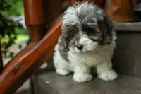 Rain🌸🐾, a female Cavapoo for sale in Fresno, OH – 5 of 10