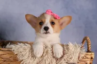 Callie💖, a female Pembroke Welsh Corgi for sale in Fresno, OH – 9 of 10