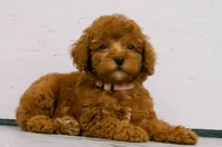Lily , a female Poodle - Miniature  for sale in Fresno, OH – 5 of 10