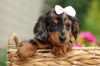 Hailey 🎀, a female Miniature Dachshund for sale in Fresno, OH – 2 of 10