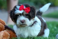  Ollie Bear , a male Maltese and Shih Tzu for sale in Fresno, OH – 5 of 9