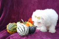  Mason, a male Maltese for sale in Fresno, OH – 7 of 7