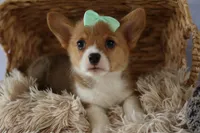 Zella 💗, a female Pembroke Welsh Corgi for sale in Fresno, OH – 7 of 9