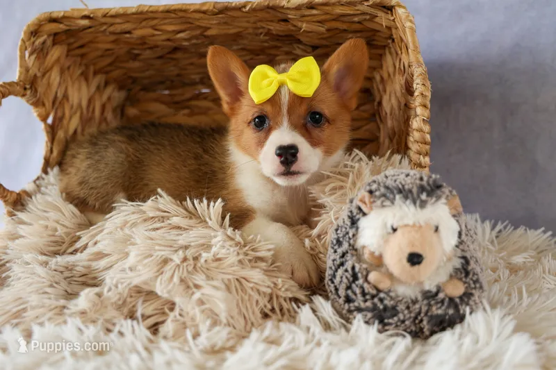 Yvonne 🎀 – Pembroke Welsh Corgi puppy for sale in Fresno, OH