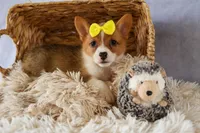Yvonne 🎀, a female Pembroke Welsh Corgi for sale in Fresno, OH – 1 of 10