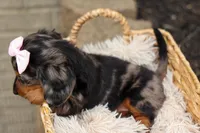 Hailey 🎀, a female Miniature Dachshund for sale in Fresno, OH – 8 of 10
