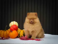 🐾 Meet Rosa — A Bouncy Little Ball of Fluff! 🐾, a male Pomeranian for sale in Fresno, OH – 10 of 10