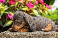 Holly 🌸, a female Miniature Dachshund for sale in Fresno, OH – 2 of 10