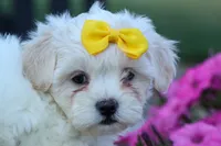 Bubbles 💕, a female Bichon Frise and Shih Tzu for sale in Fresno, OH – 10 of 10