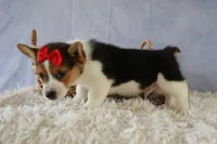 Ziggy 🩵, a male Pembroke Welsh Corgi for sale in Fresno, OH – 2 of 10