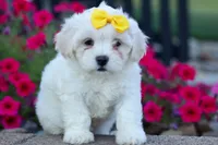 Bubbles 💕, a female Bichon Frise and Shih Tzu for sale in Fresno, OH – 3 of 10