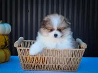 Macey 🎀, a female Pomeranian for sale in Fresno, OH – 8 of 10