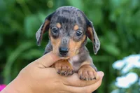   Zino🐾, a male Miniature Dachshund for sale in Fresno, OH – 2 of 9