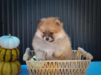 Milly💗, a female Pomeranian for sale in Fresno, OH – 5 of 10