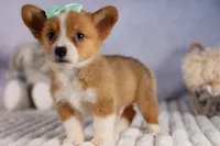  Bently🐶, a female Pembroke Welsh Corgi for sale in Fresno, OH – 5 of 10