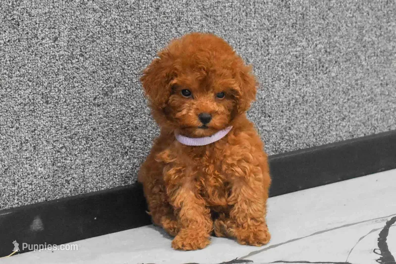 Loise – Poodle - Miniature  puppy for sale in Fresno, OH