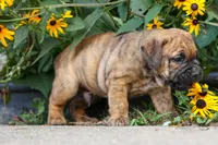 Archie 🐶, a male English Bulldog and Beagle for sale in Fresno, OH – 8 of 9
