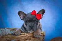 Quest ✨, a male Frenchton for sale in Fresno, OH – 7 of 9