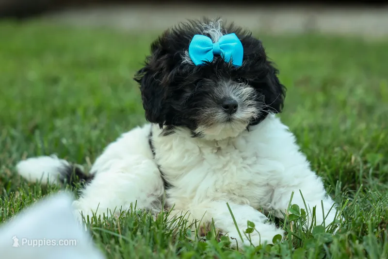 Remi 🩷 – Cavapoo puppy for sale in Fresno, OH