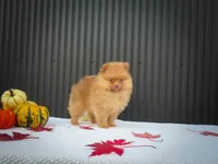 🐾 Meet Rosa — A Bouncy Little Ball of Fluff! 🐾, a male Pomeranian for sale in Fresno, OH – 8 of 10