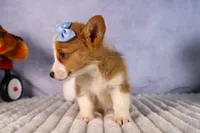  Barry 🐾🐶, a female Pembroke Welsh Corgi for sale in Fresno, OH – 7 of 10