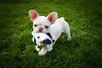  Snoopy 🐶, a male French Bulldog for sale in Fresno, OH – 5 of 10