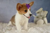 Zoey 🌸, a female Pembroke Welsh Corgi for sale in Fresno, OH – 2 of 10