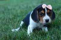 Cleo 🌸, a female Beagle for sale in Fresno, OH – 7 of 9