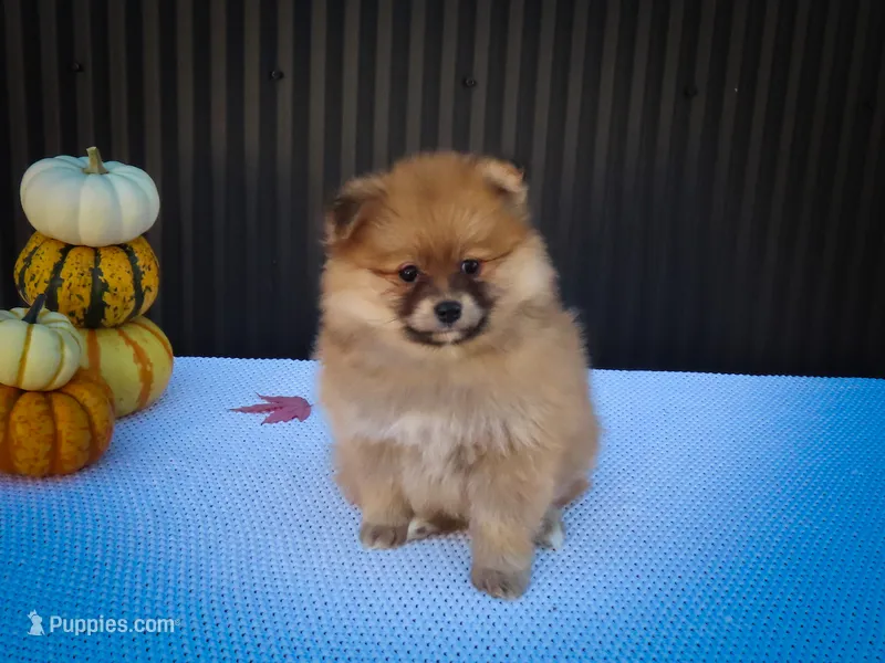 Milly💗 – Pomeranian puppy for sale in Fresno, OH