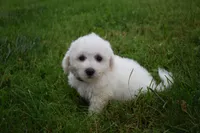 Travis, a male Bichon Frise for sale in Fresno, OH – 4 of 7