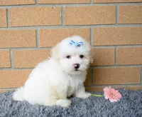 Baxter 🐶, a male Maltese for sale in Fresno, OH – 4 of 7