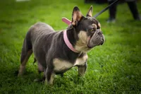 🐾 Meet Knox, a male French Bulldog for sale in Fresno, OH – 9 of 10