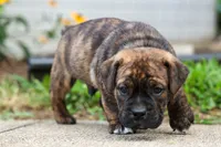 Ashton, a male English Bulldog and Beagle for sale in Fresno, OH – 7 of 8