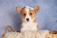  Barry 🐾🐶, a female Pembroke Welsh Corgi for sale in Fresno, OH – 3 of 10