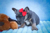 Quest ✨, a male Frenchton for sale in Fresno, OH – 2 of 9