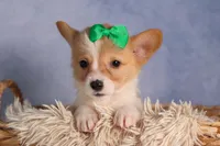  Cody🐾🐶, a male Pembroke Welsh Corgi for sale in Fresno, OH – 7 of 8